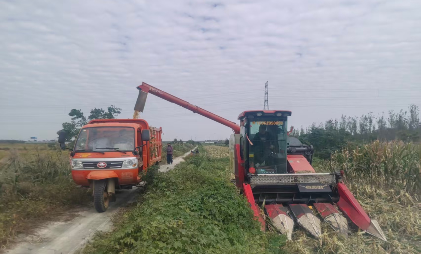 倉儲(chǔ)中心收玉米20251027_副本